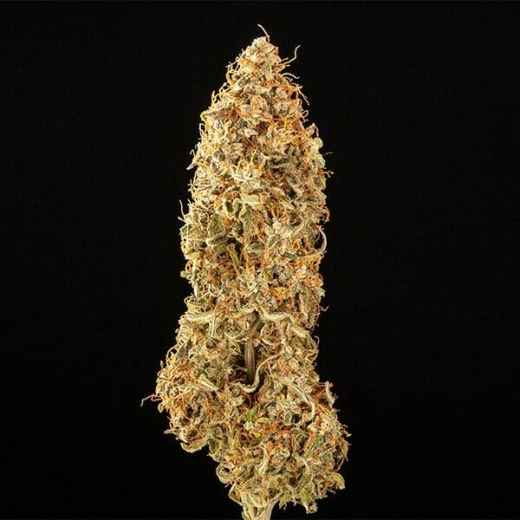 Milky Way F1 Auto (Autoflower)